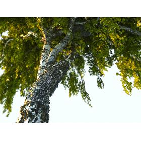 Birch-Tree Animated 3D model